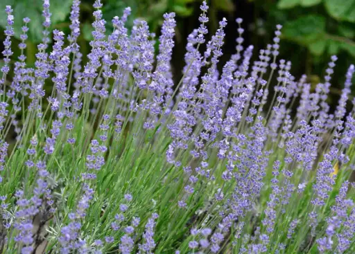 Lavandula latifolia - Spijklavendel
