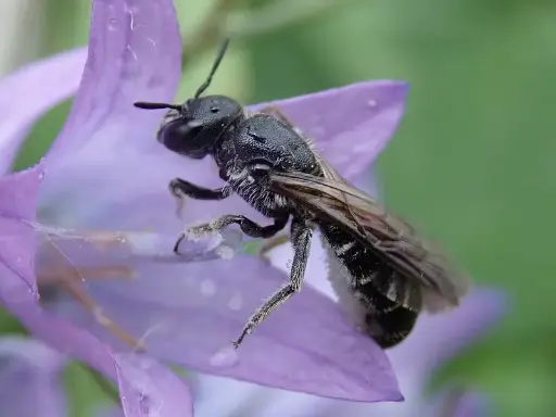 Borderpakket Klokjesbij