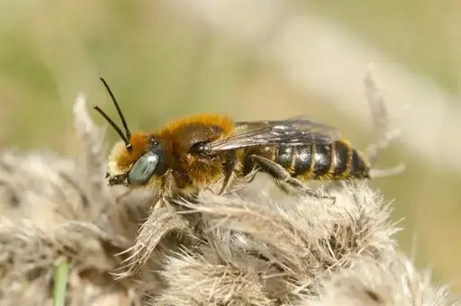Borderpakket Zwaluwbij
