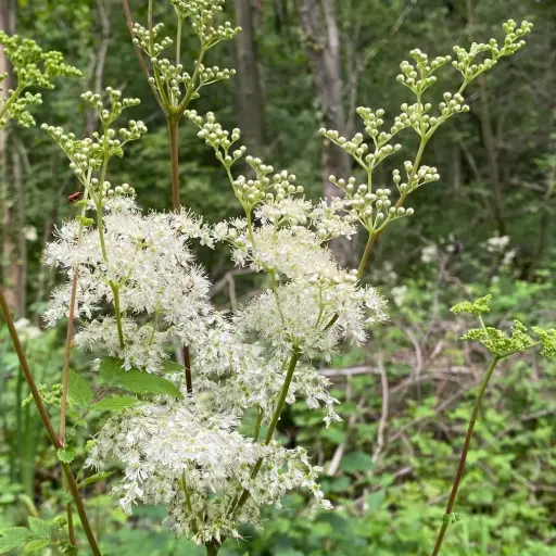 Borderpakket inheemse theeplanten