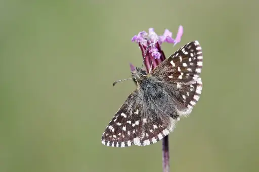 Borderpakket Aardbeivlinder