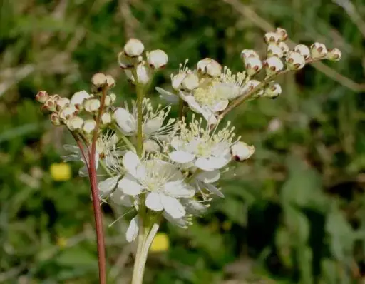 Filipendula vulgaris - Knolspirea