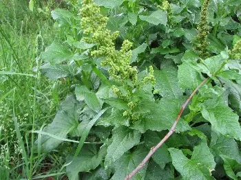 Blitum bonus-henricus - Brave hendrik