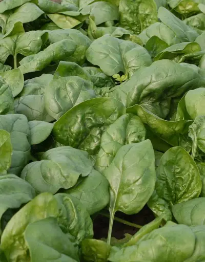 Spinazie 'Butterflay'