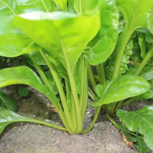 Warmoes 'gewone groene'