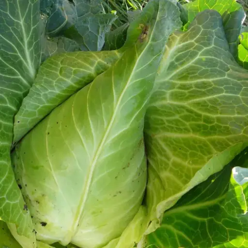 Spitskool 'Filderkraut'