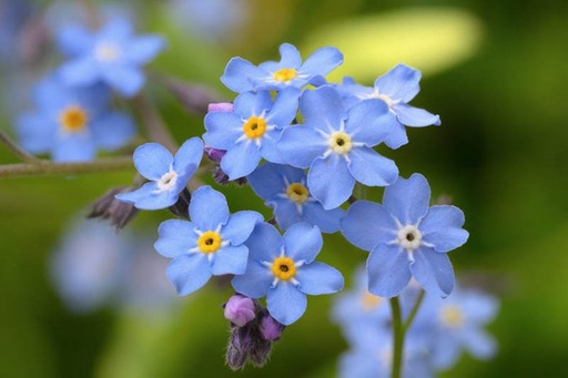Myosotis sylvatica - Bosvergeet-me-nietje