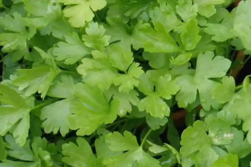 Petroselinum crispum - Bladpeterselie