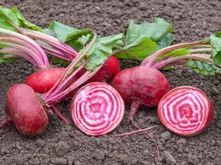 Biet chioggia