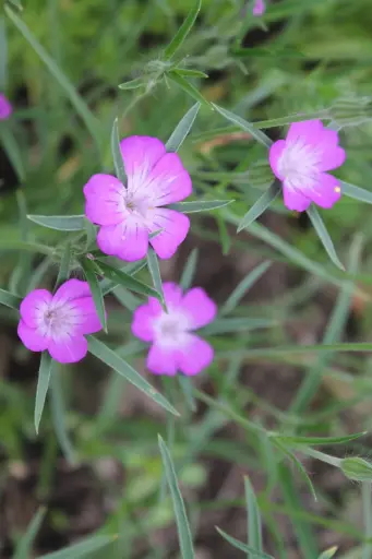 Agrostemma githago - Bolderik