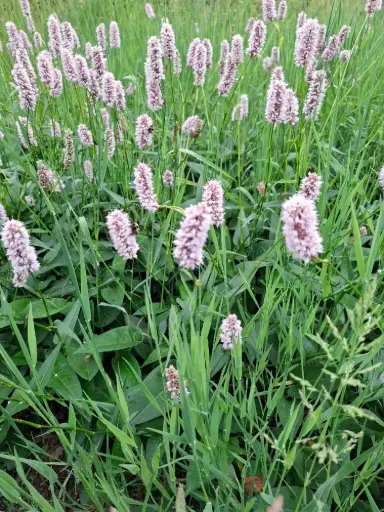 Persicaria bistorta - Adderwortel