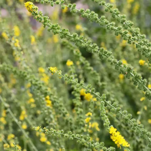 Agrimonia eupatoria - Gewone agrimonie
