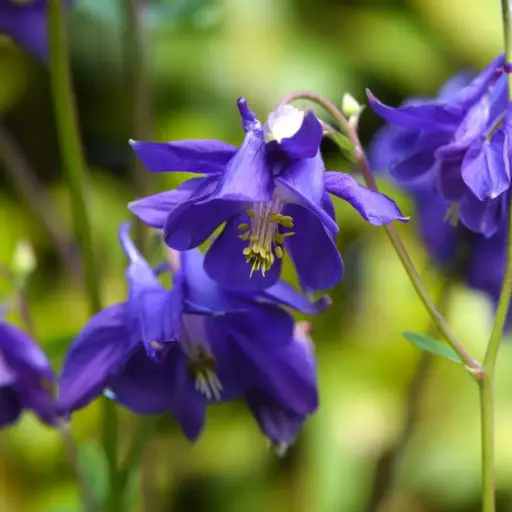 Aquilegia vulgaris - Wilde akelei