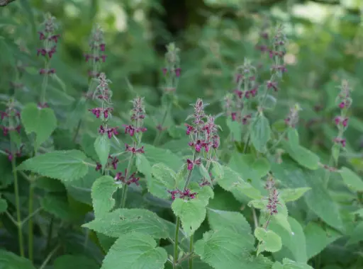 Stachys sylvatica - Bosandoorn