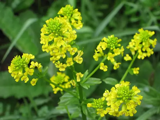 Barbarea vulgaris - Gewoon barbarakruid