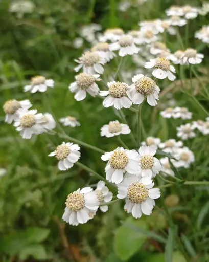 Achillea ptarmica - Wilde bertram