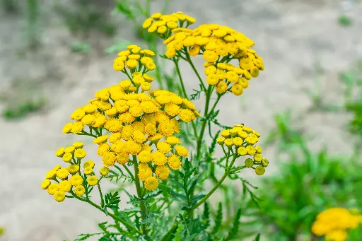 Tanacetum vulgare - Boerenwormkruid