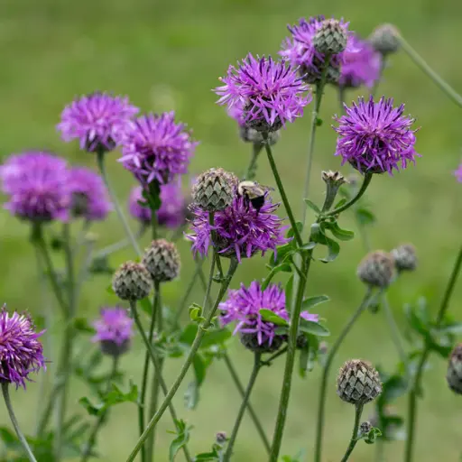 Centaurea scabiosa - Grote centaurie