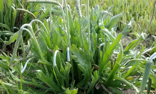 Plantago coronopus - Hertshoornweegbree