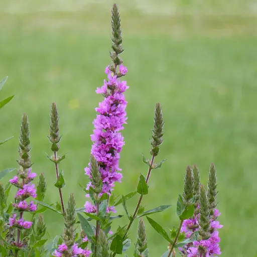 Lythrum salicaria - Grote kattenstaart