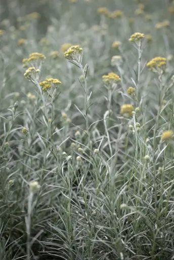 Helichrysum italicum - Kerrieplant