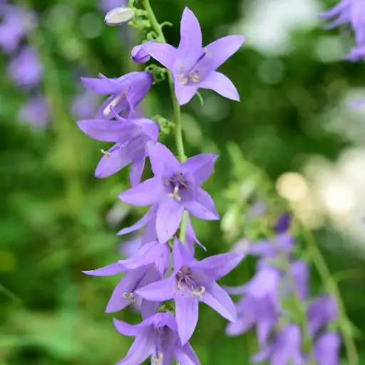 Campanula rapunculoides - Akkerklokje