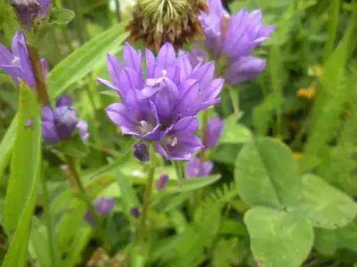 Campanula glomerata - Kluwenklokje