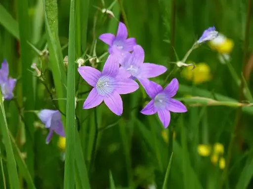 Campanula patula - Weideklokje