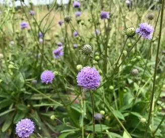 Succisa pratensis - Blauwe Knoop