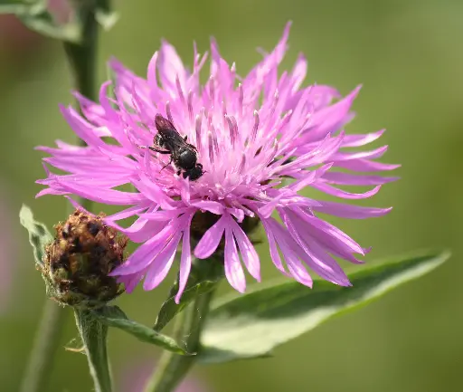 Centaurea jacea - Knoopkruid