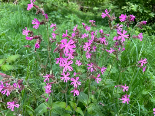 Silene dioica - Dagkoekoeksbloem