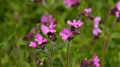 Silene dioica - Dagkoekoeksbloem