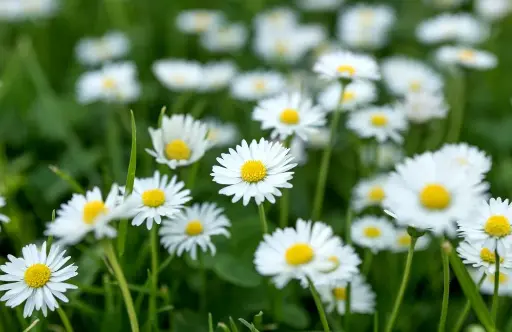 Bellis perennis - Madeliefje