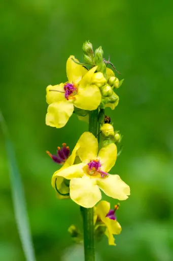 Verbascum blattaria - Mottenkruid