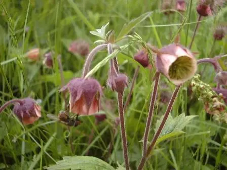 Geum rivale - Knikkend Nagelkruid