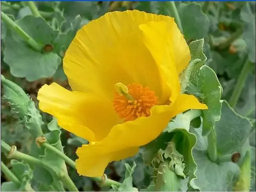 Glaucium flavum - Gele hoornpapaver