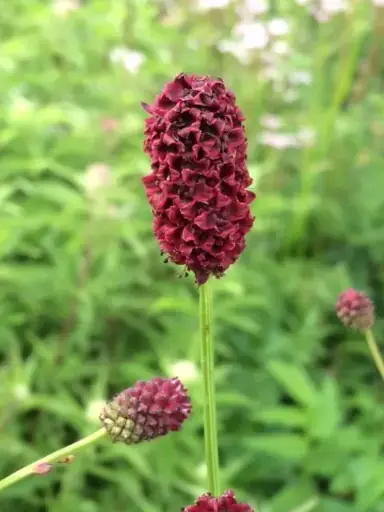 Sanguisorba officinalis - Grote pimpernel