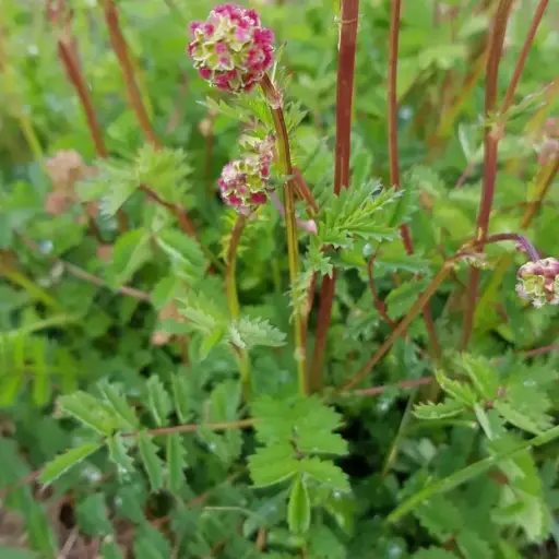 Poterium sanguisorba - Kleine pimpernel