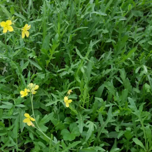 Diplotaxis tenuifolia - Grote zandkool (Wilde rucola)