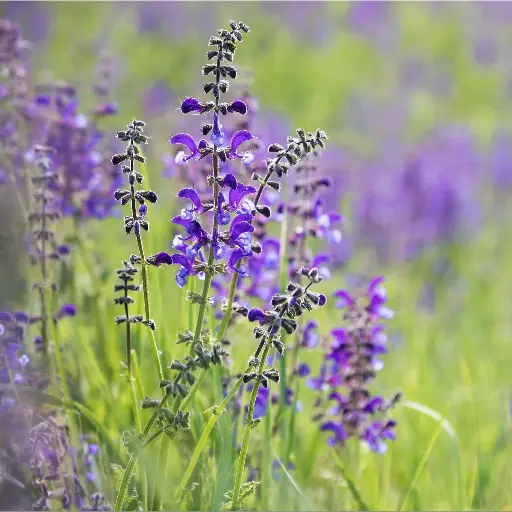 Salvia pratensis - Veldsalie