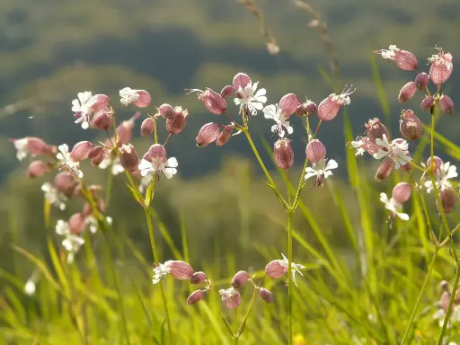 Silene vulgaris - Blaassilene