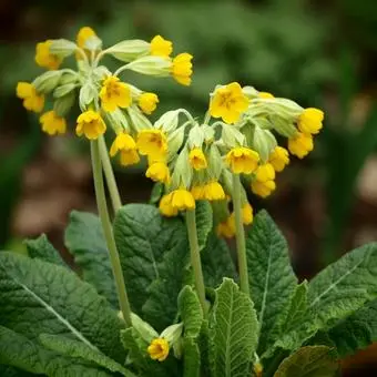 Primula veris - Gulden sleutelbloem