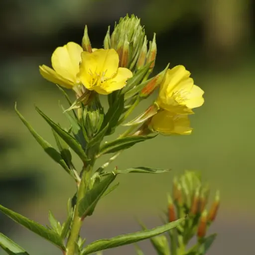 Oenothera biennis - Middelste teunisbloem