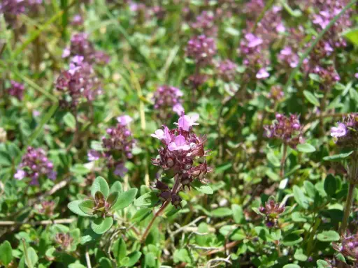 Thymus pulegioides - Grote tijm