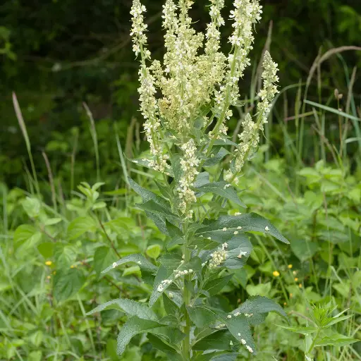 Verbascum lychnitis - Melige toorts