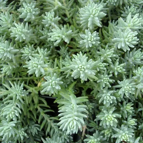 Sedum reflexum - Tripmadam