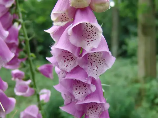 Digitalis purpurea - Vingerhoedskruid