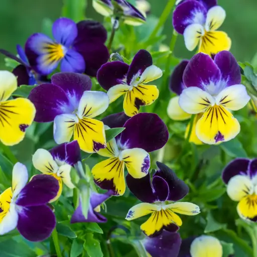 Viola tricolor - Driekleurig viooltje