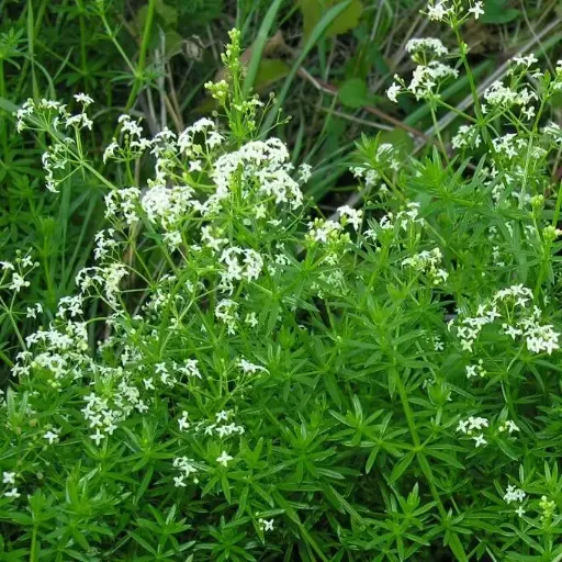 Galium mollugo - Glad walstro