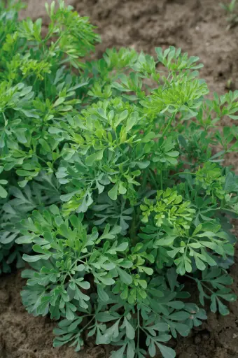 Ruta graveolens - Wijnruit